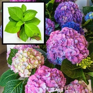 [Outdoor Plant] Hydrangea (Random Color) by LS Group