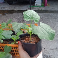 Pokok Kundur (Anak Pokok Kundur)