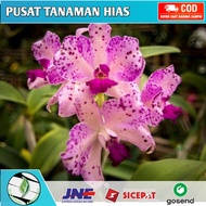 Bunga Hias Anggrek Cymbidium Orchid Putih White Tanaman Anggrek Tanah Hidup -tanaman hias hidup-bunga hias hidup-tanaman hidup-bunga hidup-bunga anggrek hidup-bunga gantung hidup-tanaman hias asli