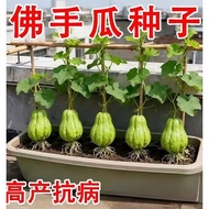 Benih Labu Siam(20 Seeds)/佛手瓜种子/Chayote Seeds