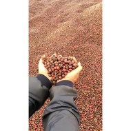 Robusta Green Coffee – Raw Unroasted Green Coffee | COFFEE WHOLESALE
