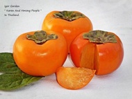 ล้าลูกพลับหวาน 🌱✨ พันธุ์ ฟูยู่ ( Fuyu Persimmon )  ( กล้าเสียบยอด / สูงประมาณ 30 ซม.)