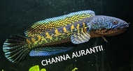 DEEPAVALI SALES CHANNA COBRA (AURANTIMACULATA) 6/7" INDIA IMPORTED HIGH GRADE TOP SALES NEW BATCH NOV2023🔥🔥🔥