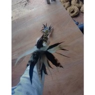 Dance Complementary Stick, Papuan Traditional Clothing Accessory Stick