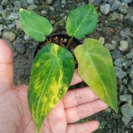 anthurium forgetii variegata original - 01 - pso