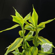 Lucky Bamboo Variegated IOB