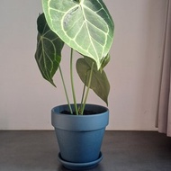 【苔療癒】圓葉花燭/開幕/送禮/陶盆/盆栽