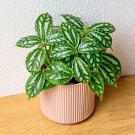 冷水花 莫蘭迪色系直紋陶盆 室內植物 觀葉植物 禮物 盆栽 交換禮