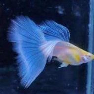 RFA High Grade Albino Sky Blue Guppy Ikan Hidup Guppy