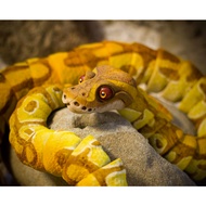 Ball Python Snake Articulated – Mainan Ular Fleksi Artikulasi terpopuler