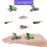 [Lacooppia2] Life Cycle of Frog Toys Teaching Aids Realistic Animal Growth Cycle Figures