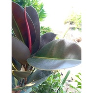 tanaman hias rubber plant karet kebo merah ficus elastica shivereana