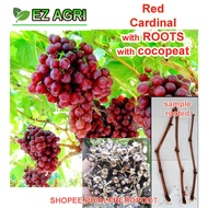 Rooted Grapes cuttings red cardinal variety grapes cuttings rooted and unrooted grapes seedlings
