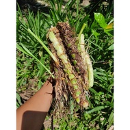 [10pcs] Keratan batang pokok Napier Pandan | Dwarf plant