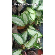 Calathea Picturata Plant
