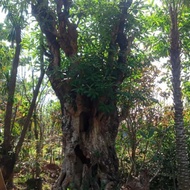 Pohon pule besar