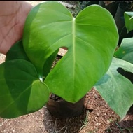 tanaman hias rambat monstera deliciosa