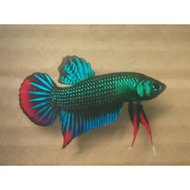 Betta Imbellis Decoration