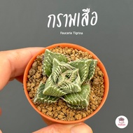 กรามเสือ Faucaria Tigrina ไม้อวบน้ำ กุหลาบหิน cactus&amp;succulent