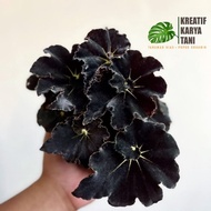 Tanaman hias begonia black velvet - Begonia black