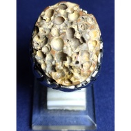 Jaspernatural, ANT NEST Jasper Stone/, SACRED, ANT NEST