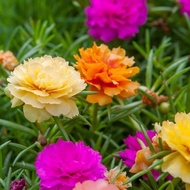 20 เมล็ดพันธุ์ เมล็ด คุณนายตื่นสาย หรือ แพรเซี่ยงไฮ้ Portulaca grandiflora Seed อัตราการงอก 80-85%