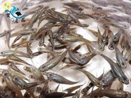 『金奇-鱉の產品』大肚魚 孔雀魚 消滅水中孑孓蚊蟲必備品 龍蝦餌料 最少100隻出貨 【現貨供應】