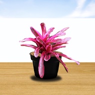 tanaman hias bromelia mini pink