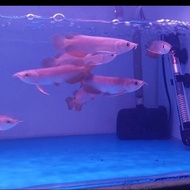 arwana/arowana golden red 10cm terlaris