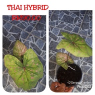 Caladium Thai Hybrid / Keladi Thai Hybrid