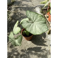 Poko keladi Hiasan (Real life plant)