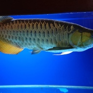 Ikan Arwana Golden Red 50 cm bersertifikat