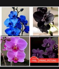 Paket Murah 4  Bunga Anggrek Dendrobium hybrid biru - hitam - pink - ungu