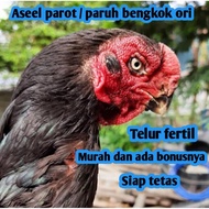 telur ayam bangkok aseel parot