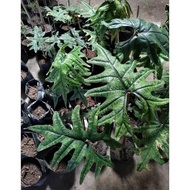 GM ALOCASIA JACKLYN SP SULAWESI RAWATAN / ALOCASIA TANDUK RUSA