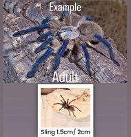 Socotra Island Blue Baboon Tarantula toys.
