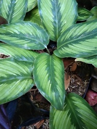 Calathea Beauty Star, Indoor Plants Established Well Rooted Uprooted Live Plants