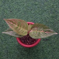 TANAMAN HIAS AGLAONEMA / AGLONEMA GOLDEN HOPE HOT SALE! TERMURAH