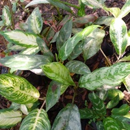 【hot sale】 Aglaonema different varieties available