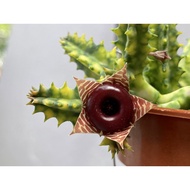 Huernia Zebrina Variegated ..