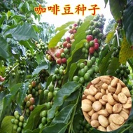 Coffee Tree Seeds Coffee Bean Seeds Courtyard Coffee Seeds Tree Planting Wholesale Substitute Shippi