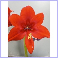 Amaryllis Carina Bulb ◪ ℗