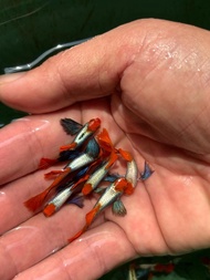 Red Head Koi Dumbo Guppy