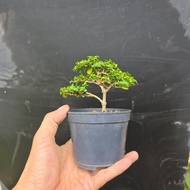 bonsai stock bebuas premna sancang 寿娘子 for  beginner4