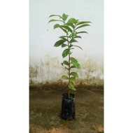 Pokok Durian Belanda