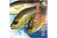 澎湖黃雞魚 300g±10%