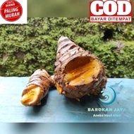 FRESH LARGE KONENG TEMULAWAK DIRECT FROM THE GARDEN (Curcuma zanthorrhiza)