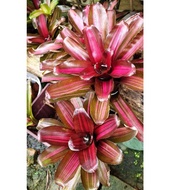 Bromeliad Neoregelia Zoe miniature 1pc @Rm17 &amp; 2PCS @rm29. Adult size plant similar to what is cover pictured as ref