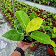 TKL - Philodendron Imperial Gold/Silver Sword/Green 金帝王/雪钻