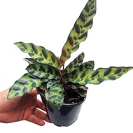 Calathea Lancifolia (Rattlesnake Plant) with FREE plastic pot, pebbles and garden soil (Indoor Plant and 4 Stocks Only)